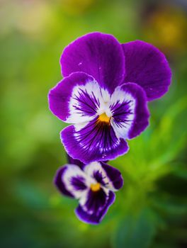 Bright flowers of violets in the garden against the backdrop of greenery.