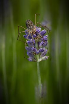 Huge spider laying on a purple lavender flower blossom waiting for insect to pass by to capture
