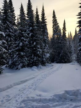 Snowfall in mountain forest with snow covered spruces, fir and birch trees. Snowdrifts on slope of hill. Wintertime landscape - snowy background with space for text. Winter travel and rest concept