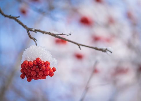 Snow-covered branches of red mountain ash on a cold winter day.