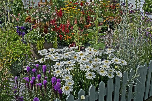 Close up of a flower border with Leucanthemum x superbum 'Wirral Supreme' and Liatris in a Cottage garden