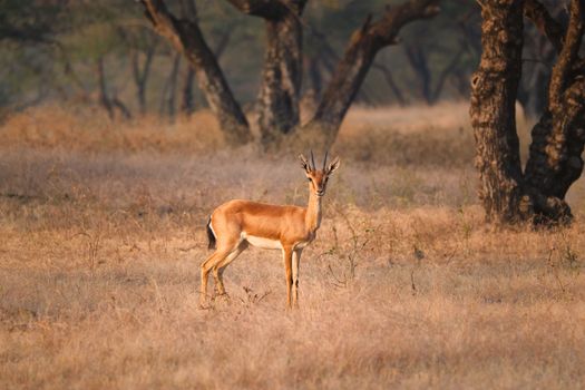 Young Indian bennetti gazelle or chinkara walking and grazing in the forest of Rathnambore National Park. Tourism elecogy environment background. Rajasthan, India