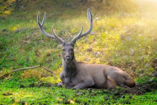 Male sambar (Rusa unicolor) deer resting in the forest. Sambar is large deer native to Indian subcontinent and listed as vulnerable spices. Ranthambore National Park, Rajasthan, India. Horizontal pan