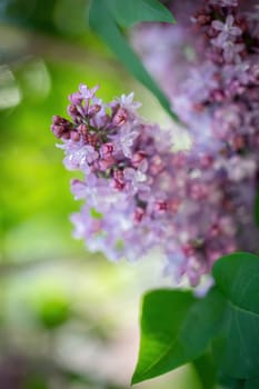 Branch of blossoming lilac on a sunny day close up on a blurred background.