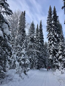 Snowfall in mountain forest with snow covered spruces, fir and birch trees. Snowdrifts on slope of hill. Wintertime landscape - snowy background with space for text. Winter travel and rest concept