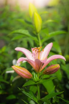 Beautiful flowers of pink lilies in the garden on a summer day.