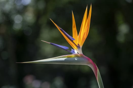 ‎Close up of a paradise bird flower blooming under the late spring sun light against a blurry green leafs background - Strelitzia