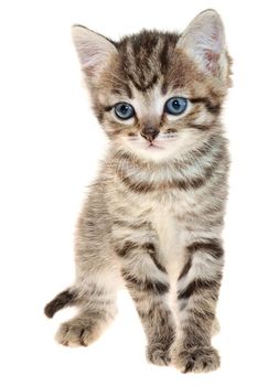 Shorthair brindled kitten crawling sneaking isolated on a white background.