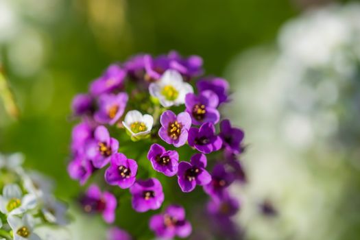 Carpet of small white fragrant flowers alyssum