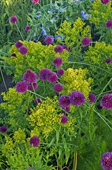 Close up detail of a flower border with Allium sphaerocephalon