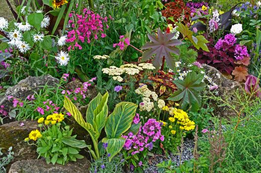 A colourful rock border with wild planting of mixed flowers and plants