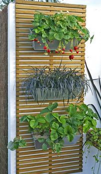 Display of wall hanging containers in a vertical garden with growing strawberries plants and herbs