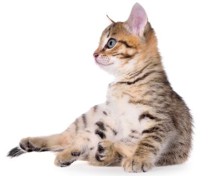 Shorthair brindled kitten on a white background
