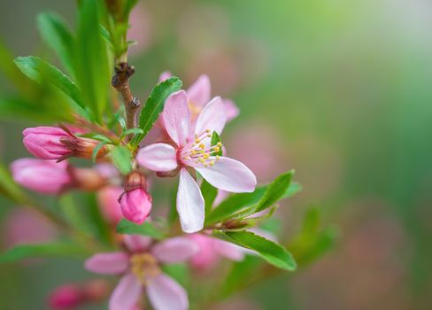 Spring flowering pink almond closeup in garden.