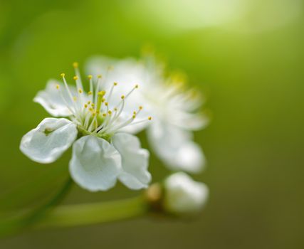 Branch of a tree with white flowers close-up in spring on a sunny day.