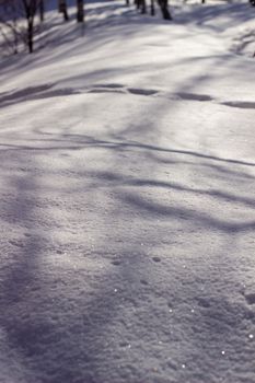 Snow between the trees. Snowy winter in Siberia.