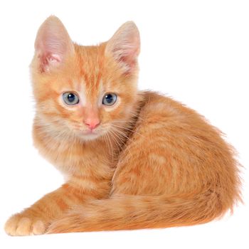 Orange kitten lays on a side view isolated on a white background.