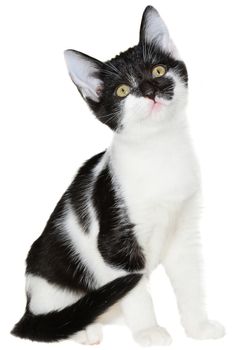 Bicolor black-white small shorthair kitten sitting isolated on a white background.