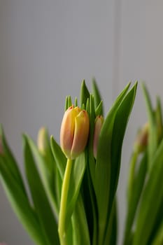 Beautiful tulips in a vase in the spring