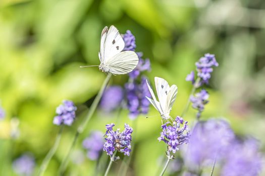 Couple of Pieris rapae, white yellow butterfly landing and matting on the lavender blossom against a blurry background