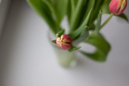 Beautiful tulips in a vase in the spring