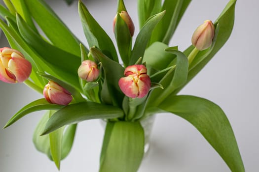 Beautiful tulips in a vase in the spring