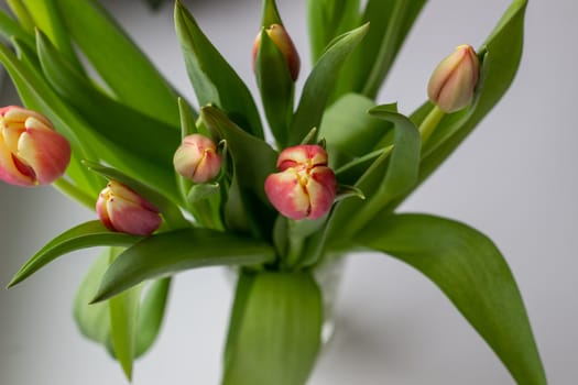 Beautiful tulips in a vase in the spring