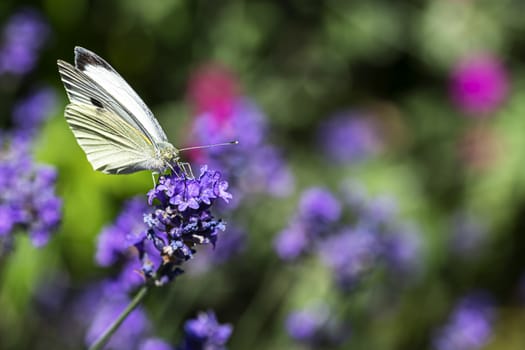 Pieris rapae, white yellow butterfly landing on the lavender blossom against a blurry background