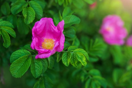 Blooming pink rosehip spring day close-up on a blurred background.