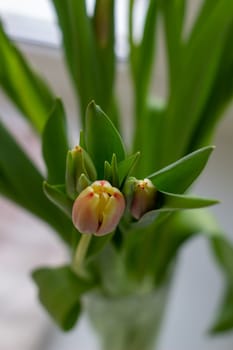 Beautiful tulips in a vase in the spring