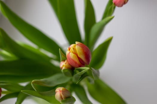 Beautiful tulips in a vase in the spring