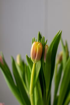 Beautiful tulips in a vase in the spring