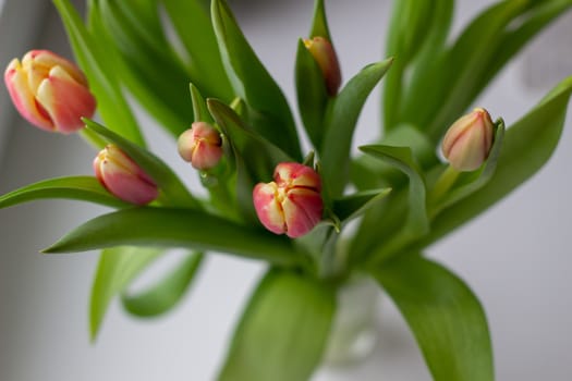 Beautiful tulips in a vase in the spring