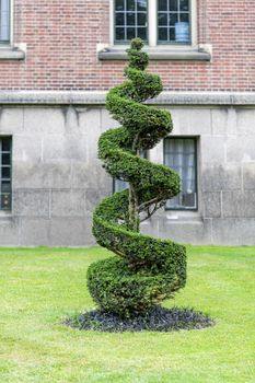 Coaxial conic and spiral pine tree growing on the green short grass against a green leafs background