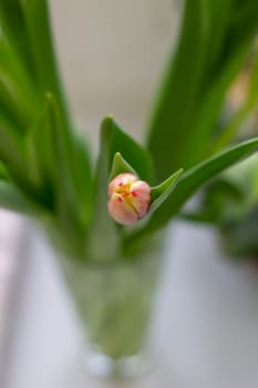 Beautiful tulips in a vase in the spring