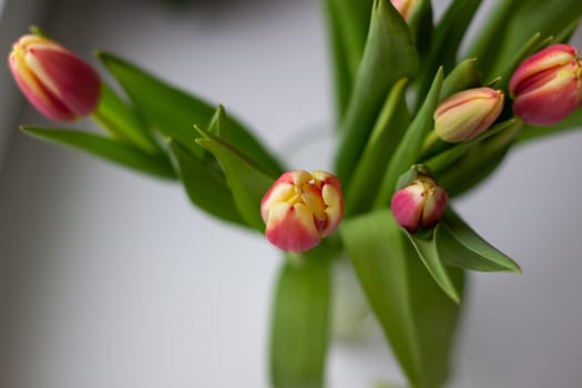 Beautiful tulips in a vase in the spring