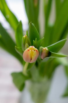 Beautiful tulips in a vase in the spring