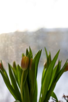 Beautiful tulips in a vase in the spring