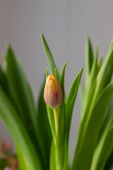 Beautiful tulips in a vase in the spring