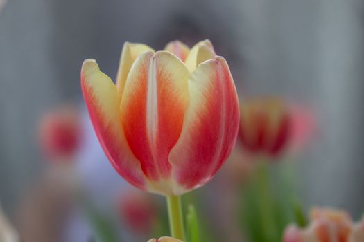 Tulip Bud close-up. Flowers. Romance love spring