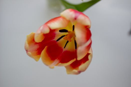 Tulip Bud close-up. Flowers. Romance love spring