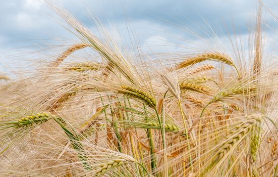 barley growing in a field in bath