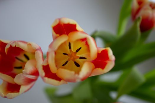 Tulip Bud close-up. Flowers. Romance love spring