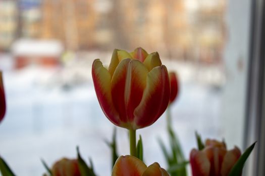 Tulip Bud close-up. Flowers. Romance love spring