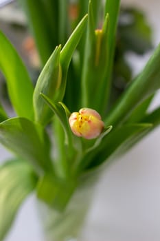 Beautiful tulips in a vase in the spring