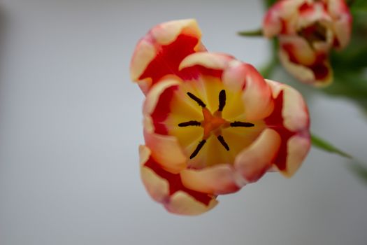 Tulip Bud close-up. Flowers. Romance love spring