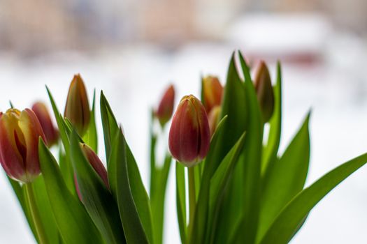 Beautiful tulips in a vase in the spring