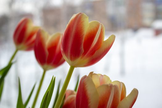 Tulip Bud close-up. Flowers. Romance love spring