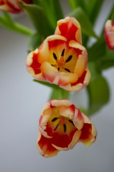 Tulip Bud close-up. Flowers. Romance love spring