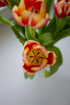 Tulip Bud close-up. Flowers. Romance love spring